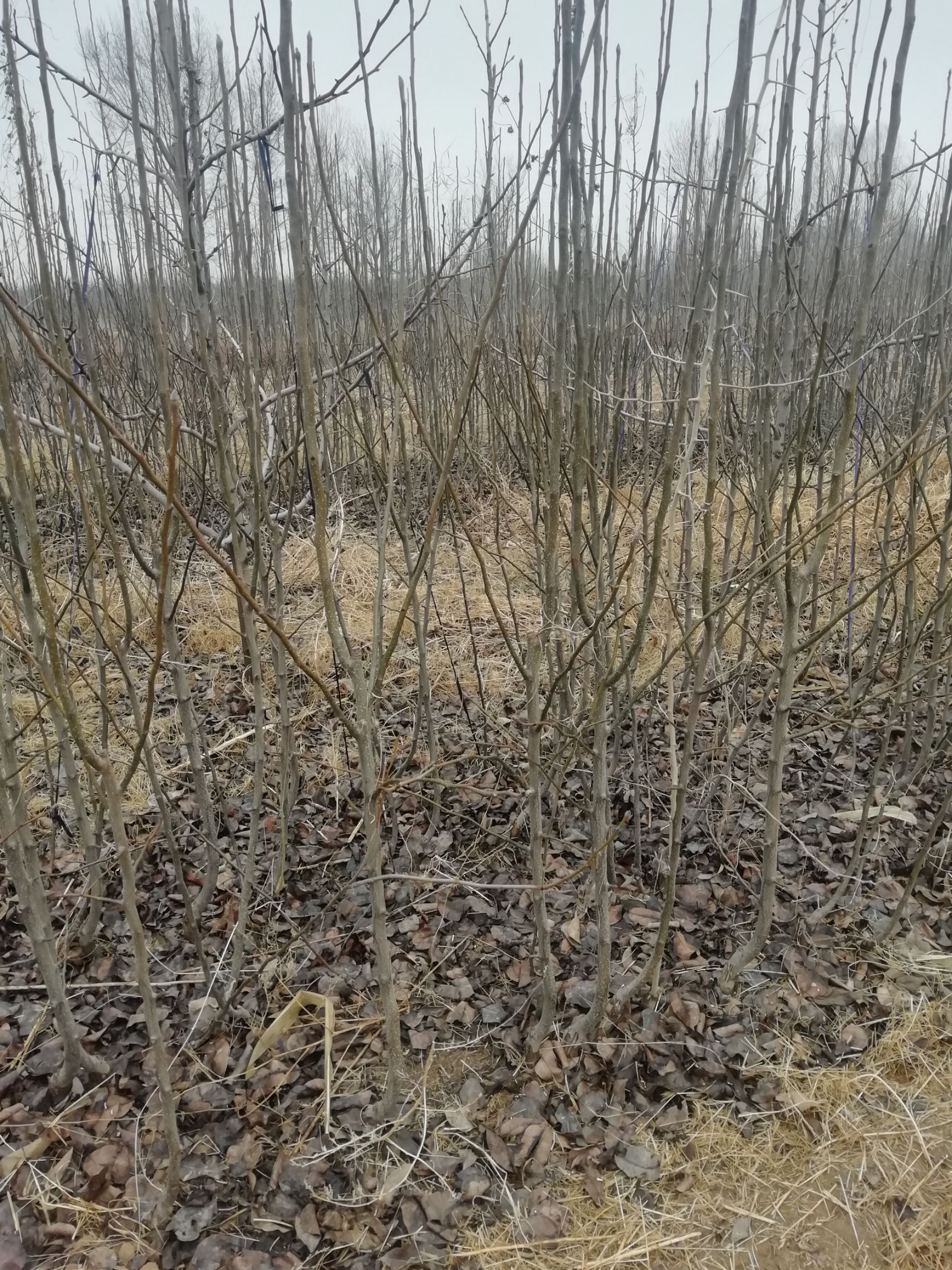 新梨七号苗 新梨七号树苗，根系发达，成活率高。