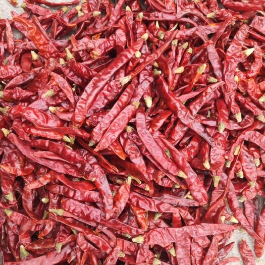 印度干辣椒  印度椒S17剪把，淨貨，河南干辣椒系列
