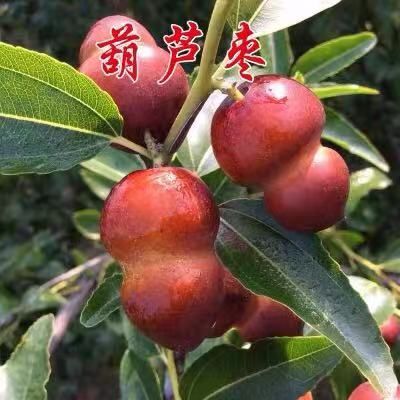 平邑县 葫芦枣苗 基地直供 死苗补发 保证品种 量大优惠