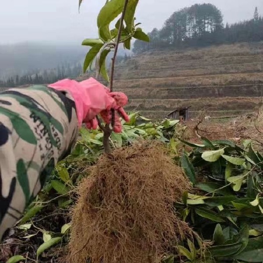 剑河县 供应布福娜苗大血藤果苗黑老虎苗冷饭团苗