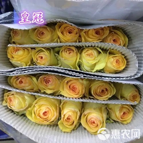 昆明基地直供黄玫瑰苗月季花苗 大花裸根扦插小苗 当年开花