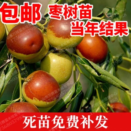 平邑县 嫁接冬枣树苗南北方种植当年成活庭院果树