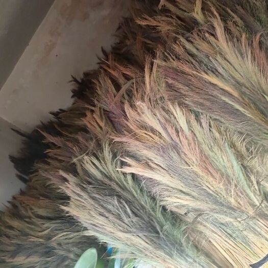 墨江县扫把花，芒草花