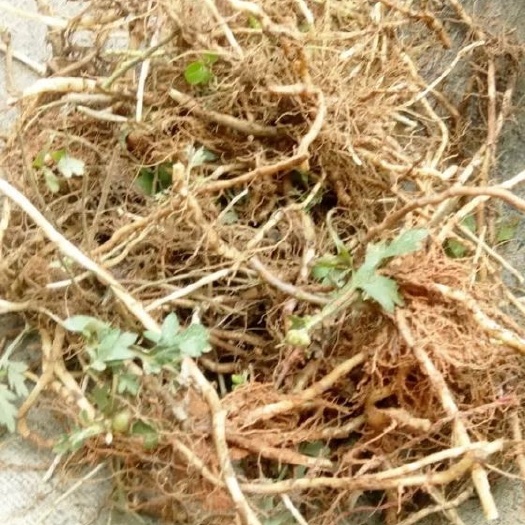 安龙县艾草种子 艾草种根