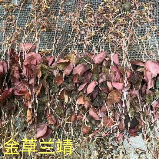 福建南靖金线莲种植开花干品  棵棵开花 1盒250克