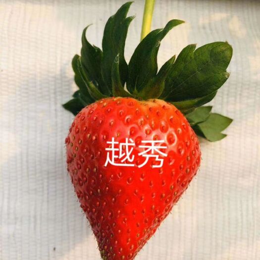 泰安越秀草莓苗 越秀草莓，果个大，口感香甜硬度高，大果率高，平均单果重22g