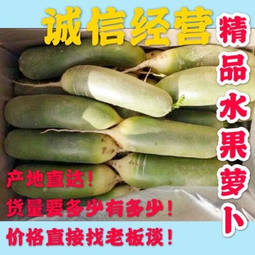 肥城市水果萝卜   大量出售
