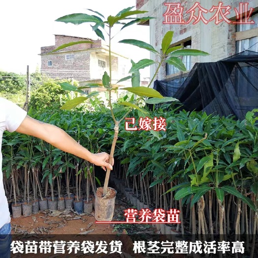 灵山县 芒果苗金煌台农桂七四季芒红贵妃凯特澳芒嫁接芒果树苗地栽盆栽