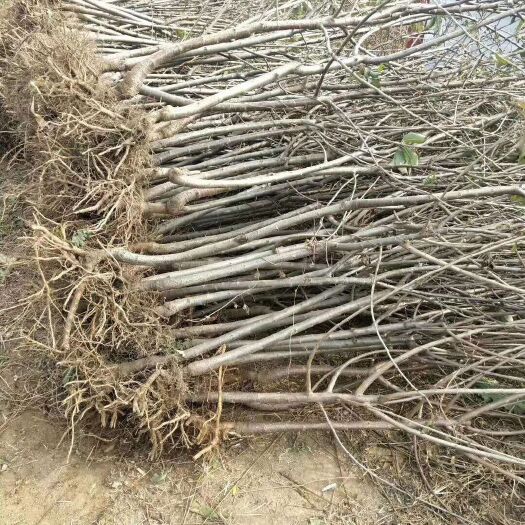 泰安黄桃树苗 诚信经营品种纯，价格低，成活率高