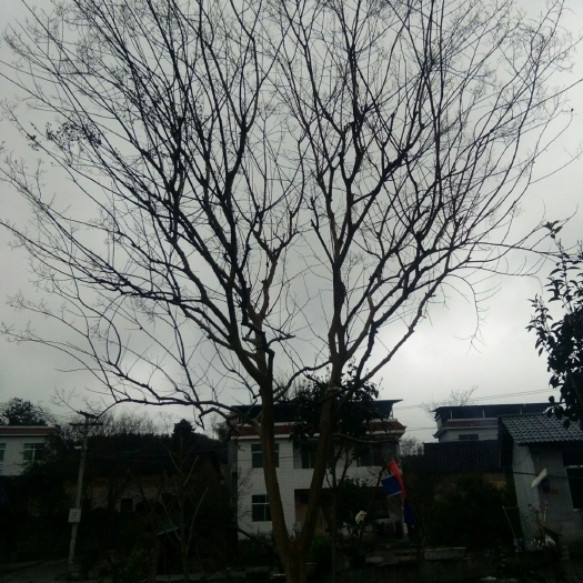 凤凰县 从生紫薇