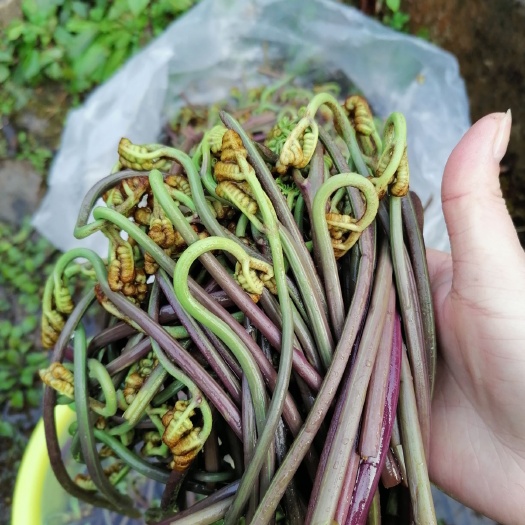 普定县 新鲜野蕨菜