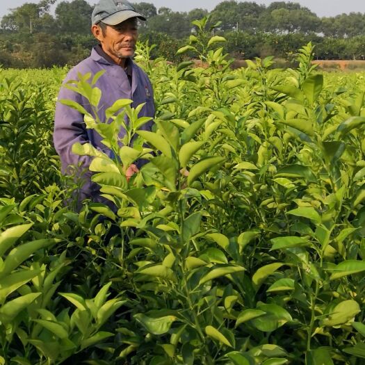 樟树市嫁接枳壳苗 长期出售优质商州枳壳苗，量大从优