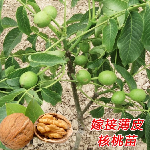 平邑县薄皮核桃苗 产量高，皮薄，。保证现挖现发。