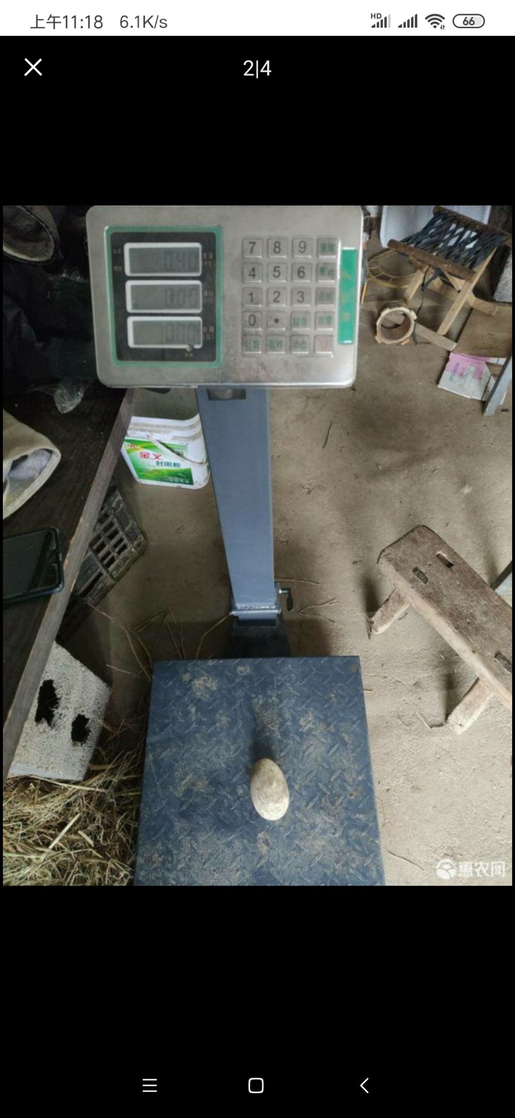 种鹅蛋 正宗散养大三花鹅种蛋，受精率有保证，纯粮食喂养