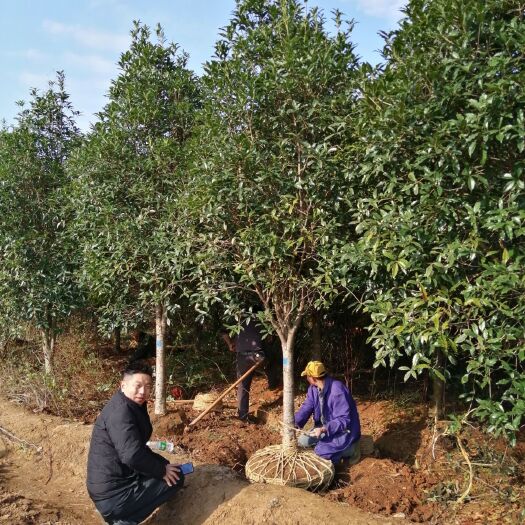 咸宁 基地直销桂花树，红叶石楠苗，香樟树，价格优惠，规格齐全