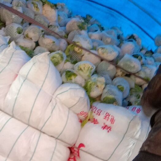洋县白花菜花 花菜大量现货，