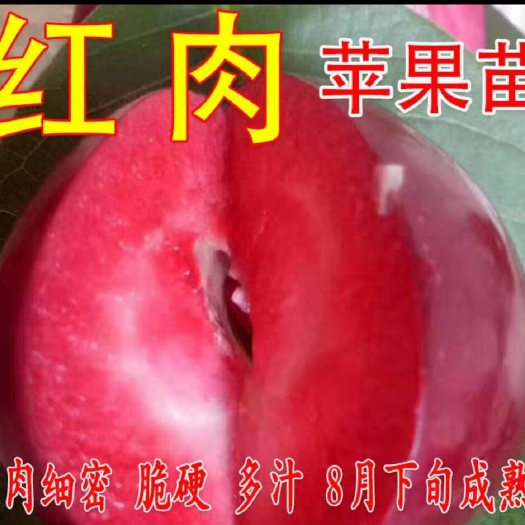 平邑县红肉苹果树苗 红肉苹果，保证品种，口感好基地直销。