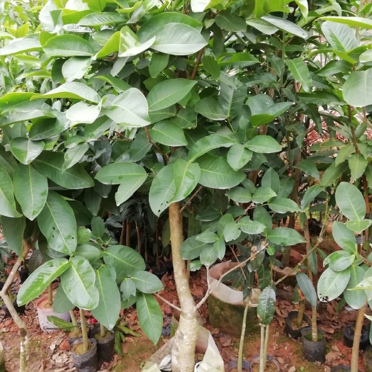 灵山县大叶红莲雾苗 袋装莲雾果树大苗供应