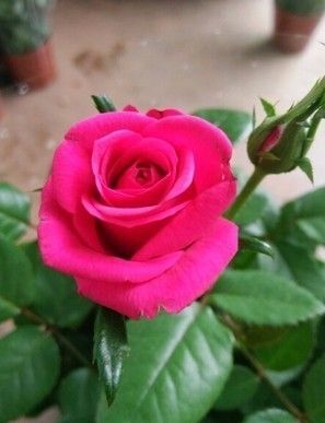 昆明丰花月季苗小桃红玫瑰花苗 裸根小苗 四季开花 庭院花卉种苗