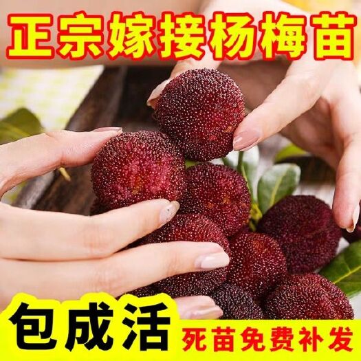 平邑县 嫁接东魁杨梅树苗耐寒南方北方种植果树苗包成活当年结果杨梅苗