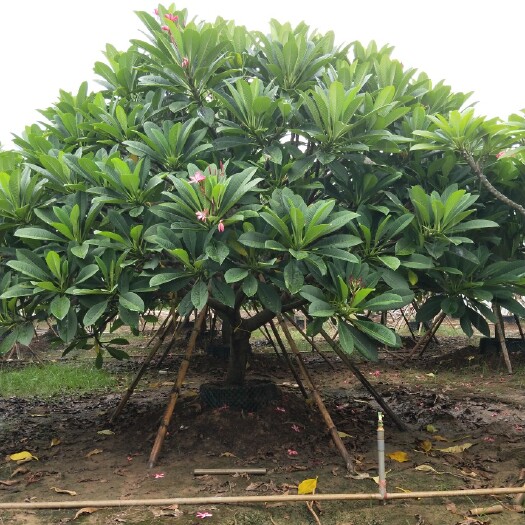 漳州红鸡蛋花 质量保证
