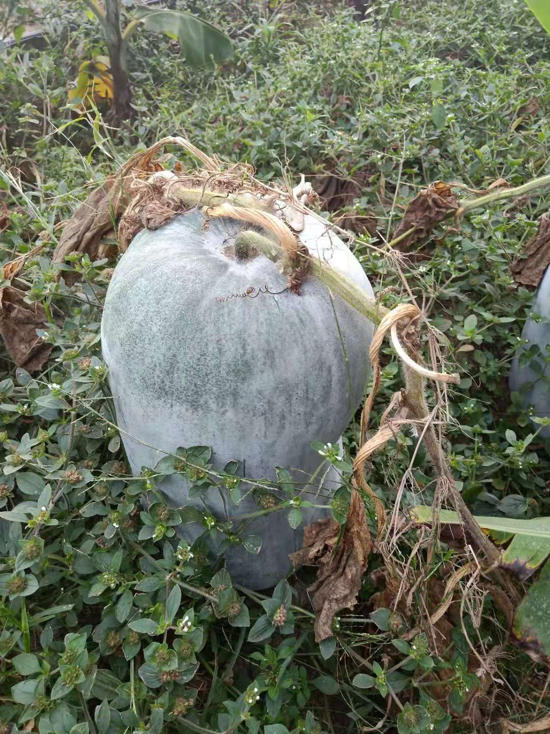 白皮冬瓜 混装通货 地冬瓜