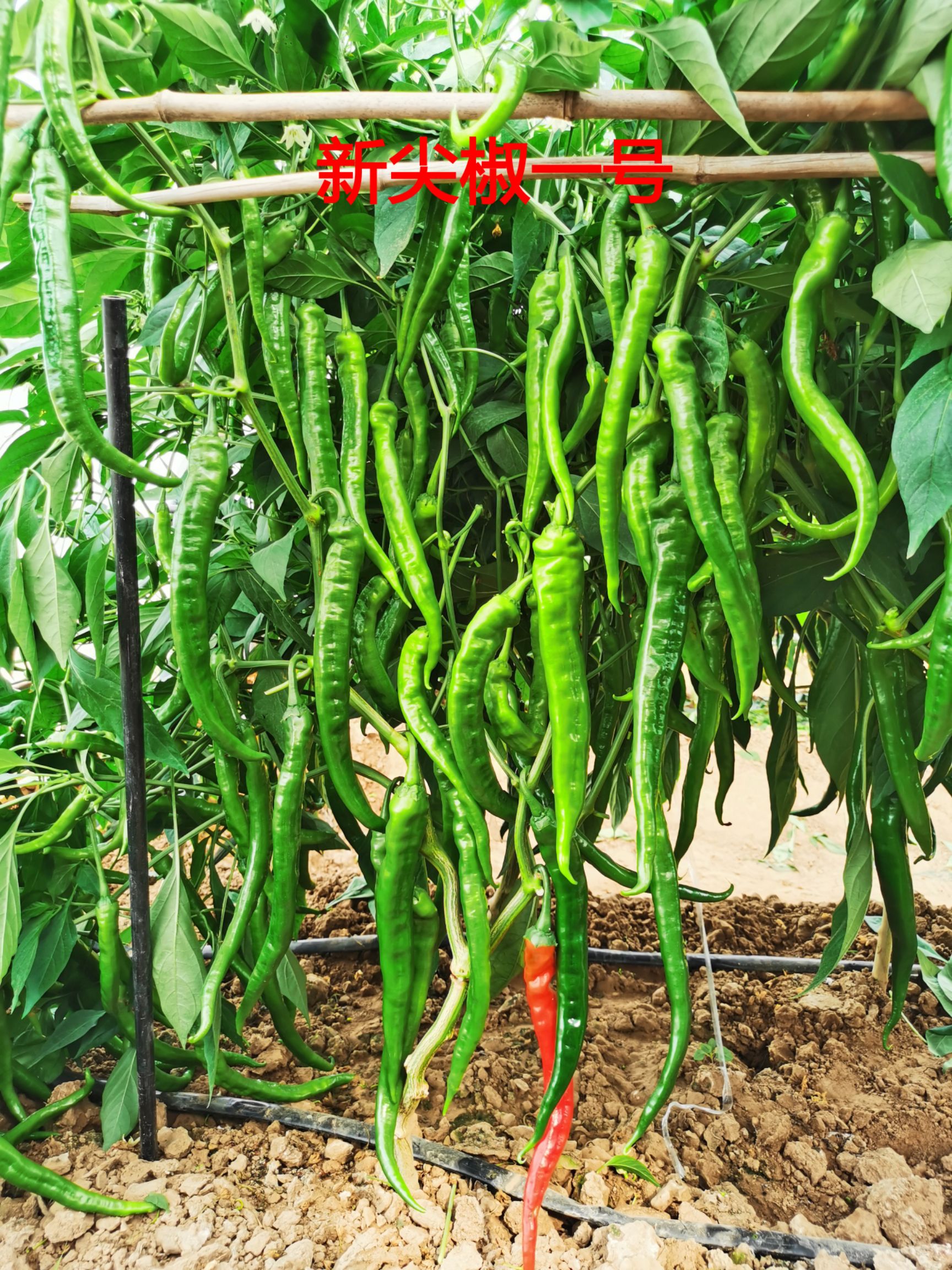 新尖椒一号  新尖椒1号