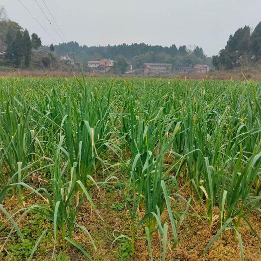 安岳县 蒜苗
