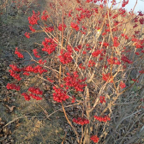 产地批发 天目琼花 佛头花 北方地区冬季观果树种 规格齐全