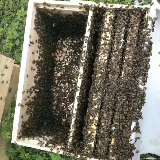 成都中华蜜蜂  蜜蜂  蜜蜂  蜜蜂  阿坝中蜂，中蜂，蜜蜂，土蜂，
