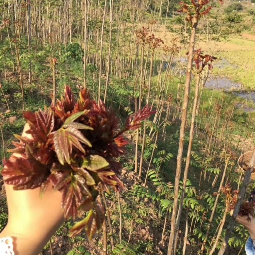 大竹县香椿芽
