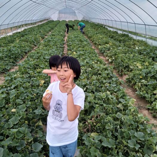 庆城县越冬菠菜 赤城乡老庄村，大棚香瓜开园了!欢迎采购