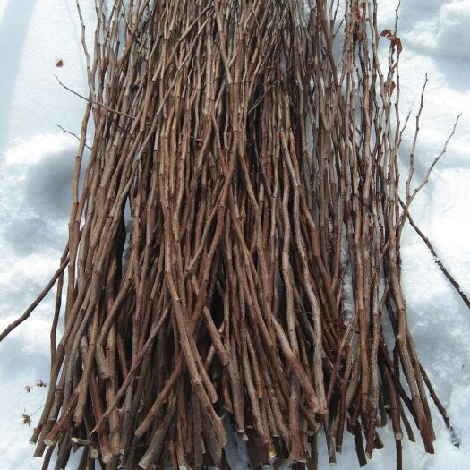 开原市产地批发 富贵王子海棠接穗 富贵海棠树苗 嫁接繁育种条优惠