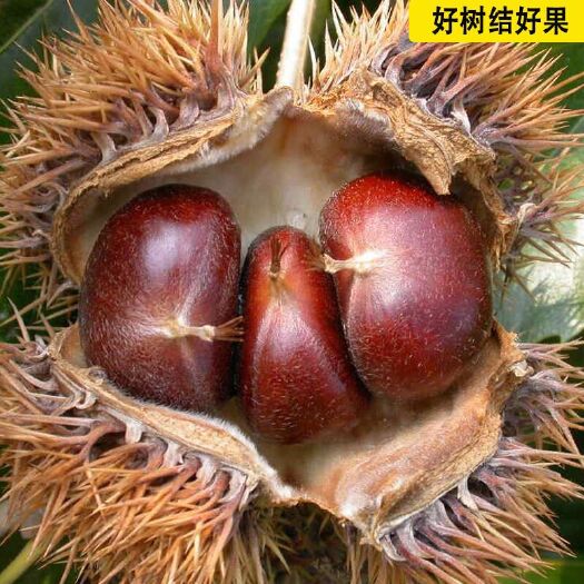 平邑县 板栗苗嫁接板栗树苗当年结果各种规格品种齐全