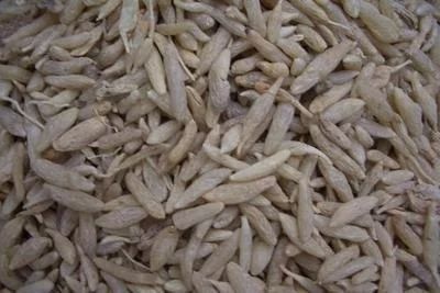 曹县麦冬 免费提供厂地2000平苗大量有货，欢迎前来洽谈