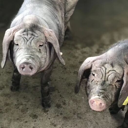 杂交猪  二元母猪，2680，种猪