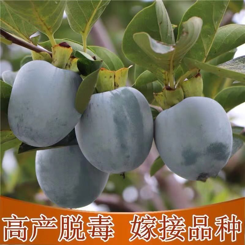 黑柿苗 黑柿子树苗 基地直供 死苗补发 保证品种 量大优惠