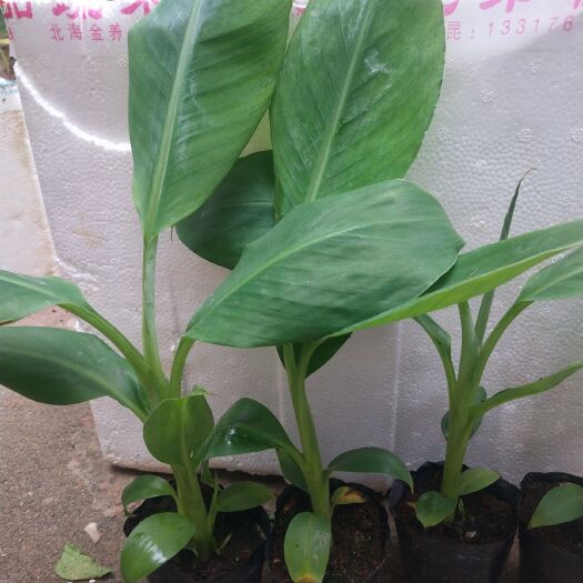 灵山县桂蕉1号香蕉苗   桂蕉6号香蕉苗带营养杯发货，根系发达容易种植管理