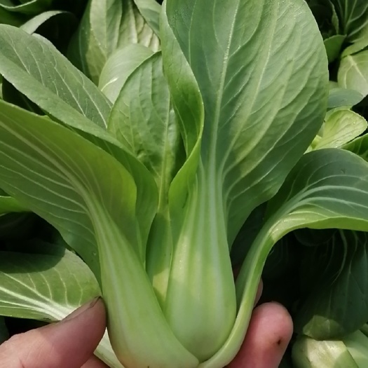  上海青青梗小青菜，大量供应浙江，上海，江苏周边，青梗无丝