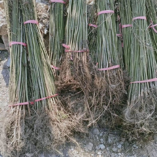 剑河县钩藤苗 青钱柳苗供应