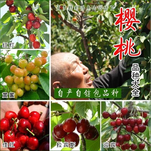 平邑县美早苗  盆栽地栽嫁接车厘子树苗大樱桃苗包品种包结果适合全国各地种植