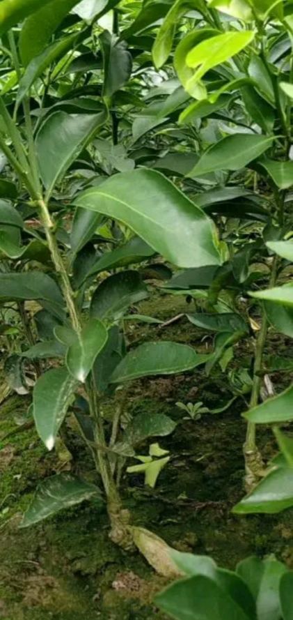 爱媛38号柑桔苗 爱媛38号苗，基地现挖现发货，死苗补发，包邮