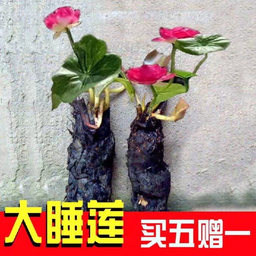 沭阳县 大睡莲根块碗莲荷花迷你小睡莲种苗水培植物大睡莲花根茎绿植带芽