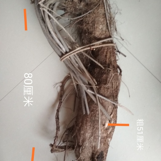 阜平县 中药王，百年葛根