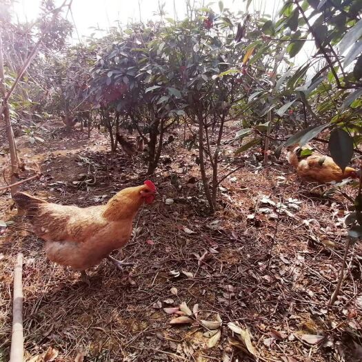 绵阳 生态散养跑山鸡，好，期待你认可！