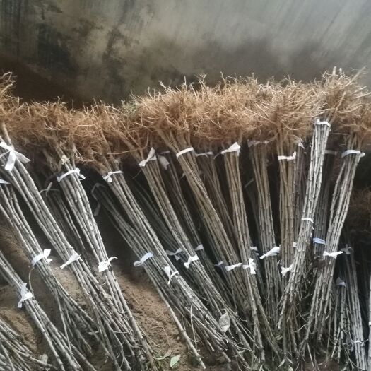 瓦房店市 樱桃苗