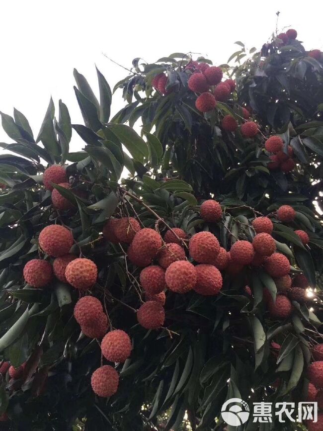 桂味荔枝 从化桂味