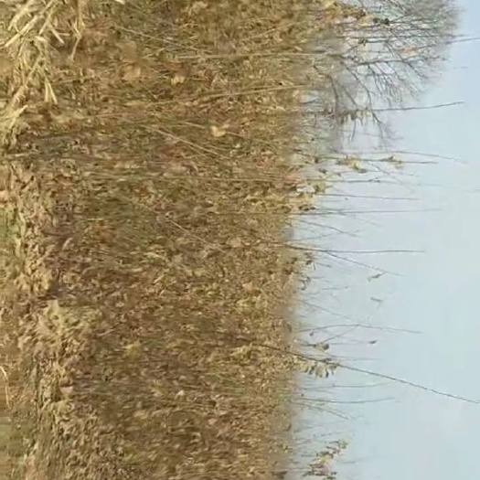 确山县农大一号板栗苗 嫁接苗