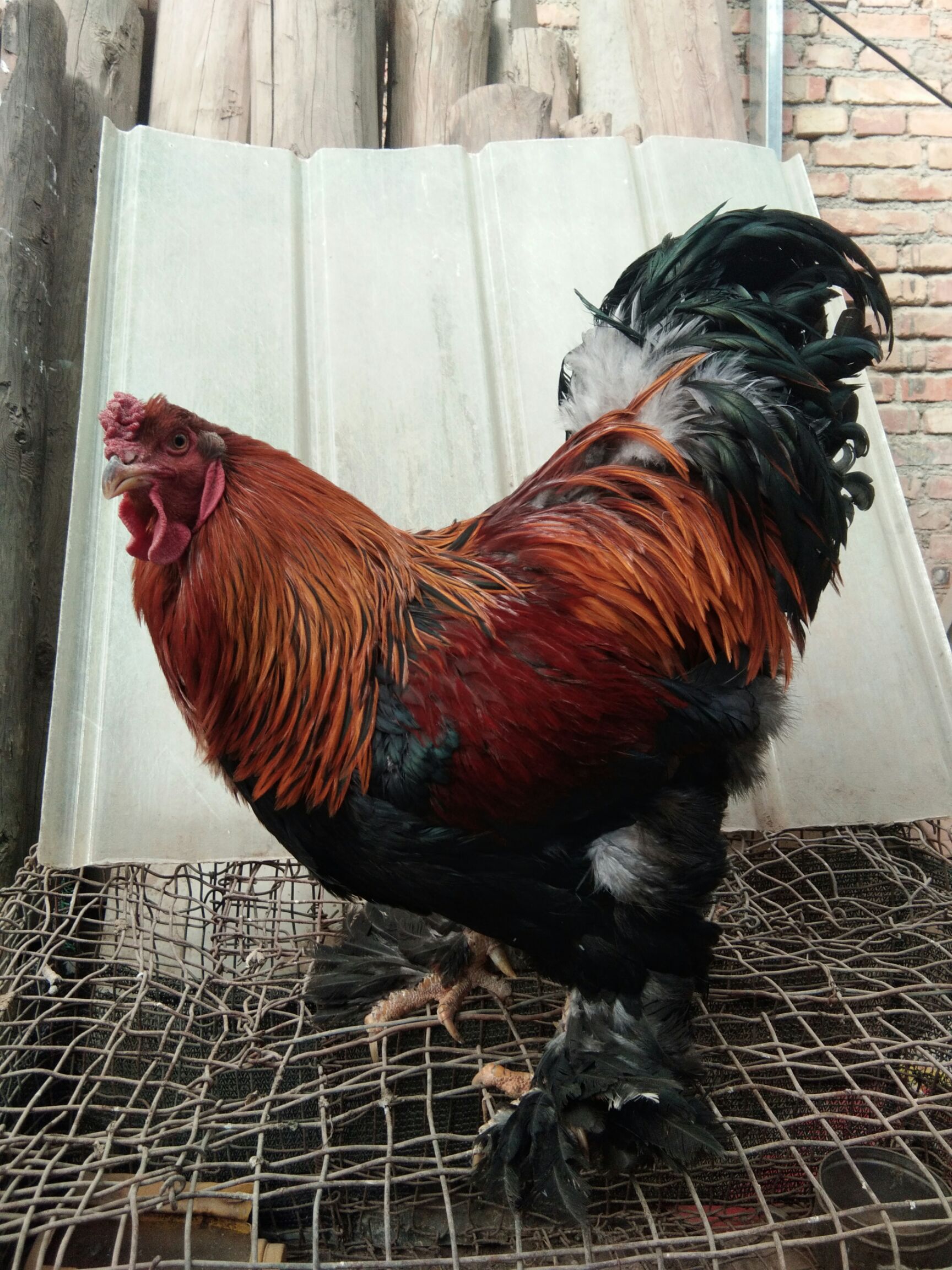 梵天鸡婆罗门鸡进口种鸡观赏鸡,看品相,有兴趣玩的可了解下