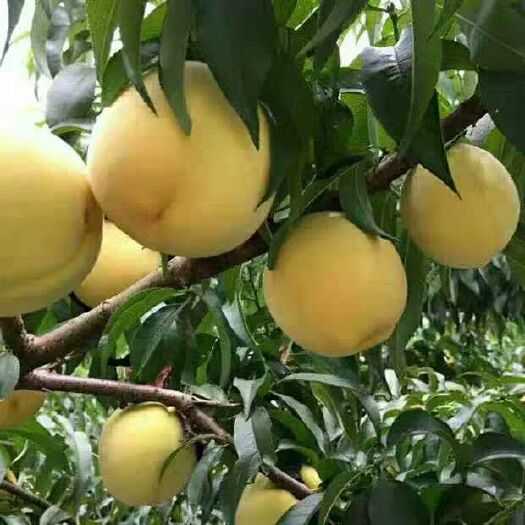 平邑县 芒果味黄桃树苗，果肉香甜，基地直销量大，货源充足